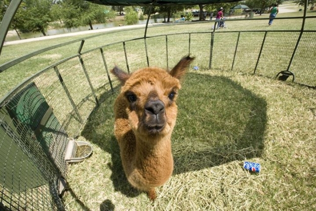  Mini baby zoo